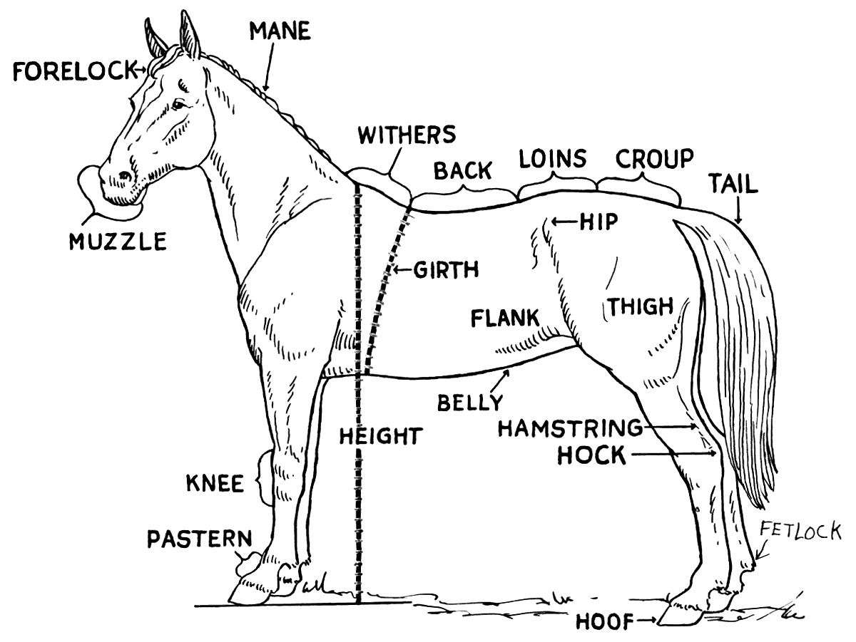 Diagram of a horse with the parts identified