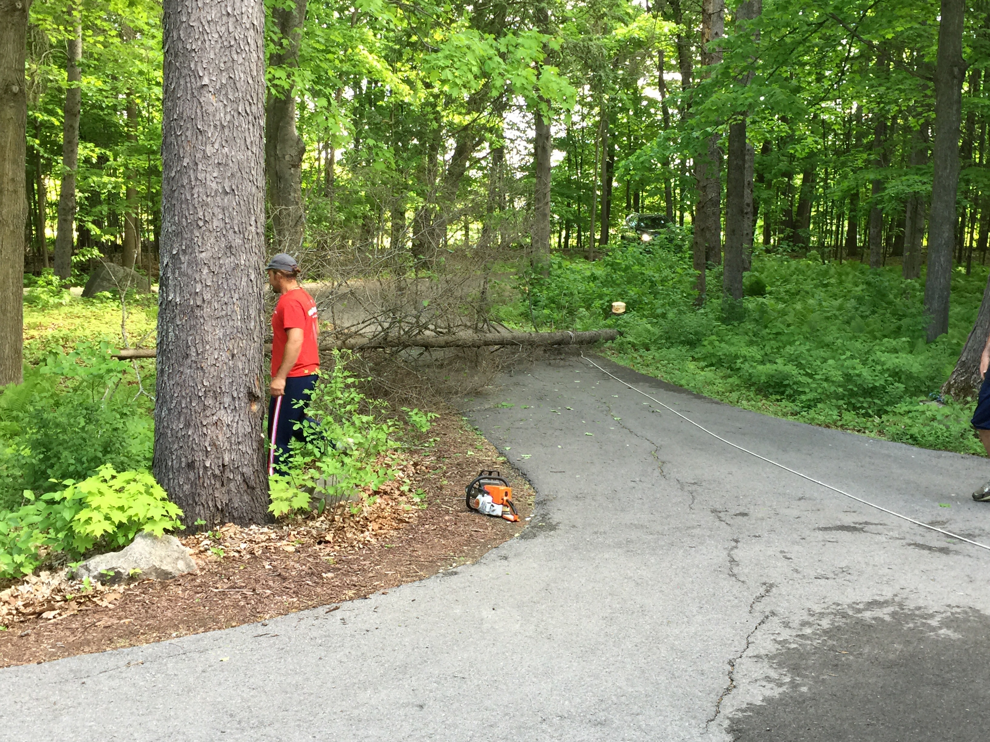Cutting down trees on our property in Carp, Ontario