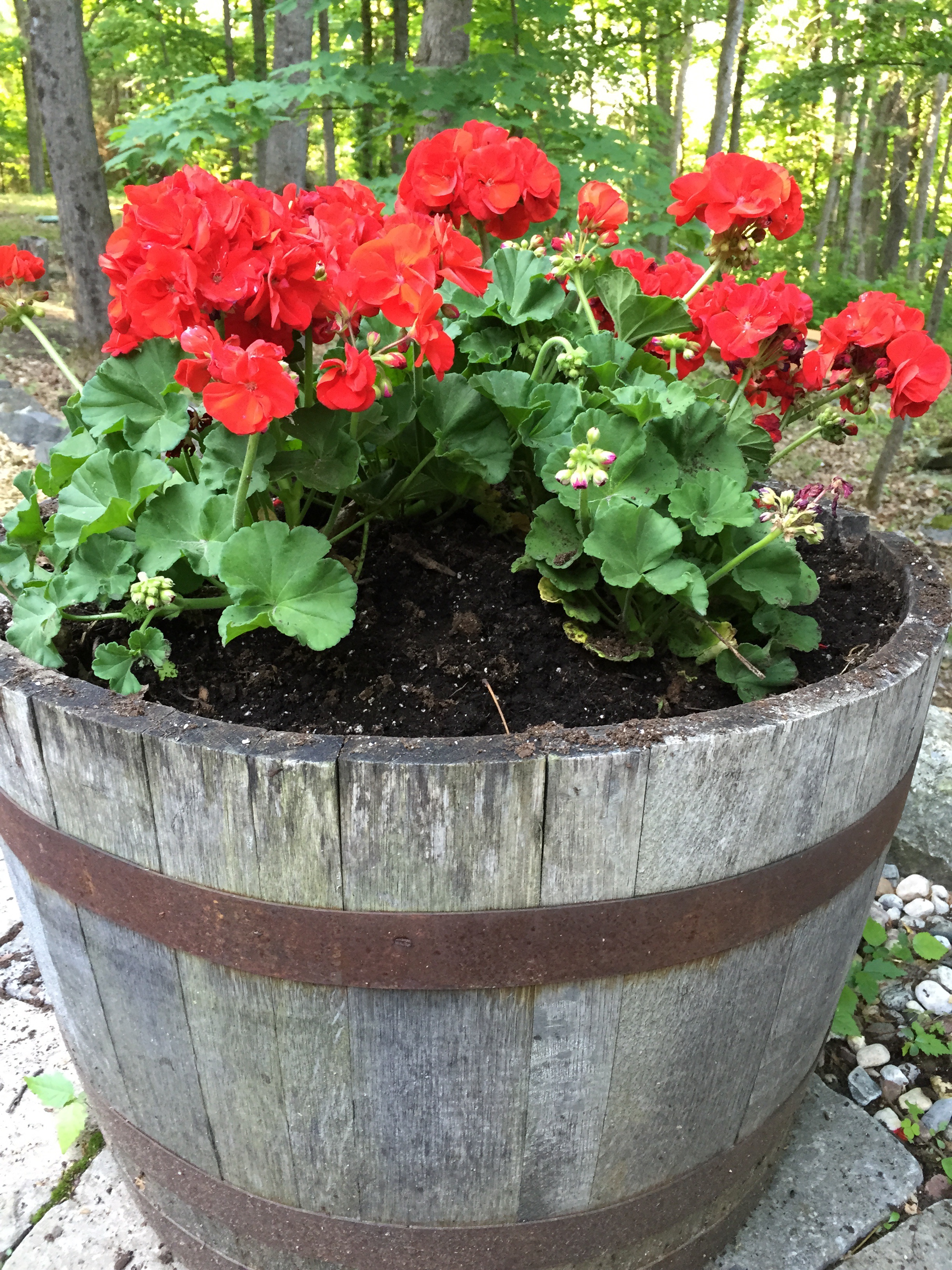 Begonia, planted and ready for summer