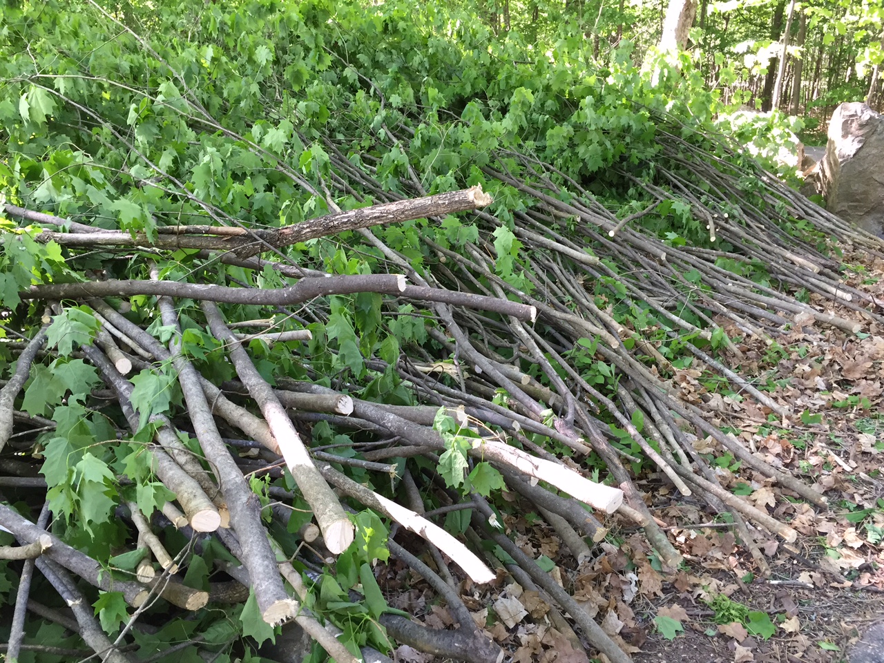 Tree branches and spindly trees