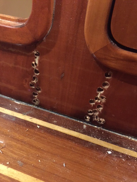 Drilling holes to locate wood damage and to prepare the affected areas for restoration.