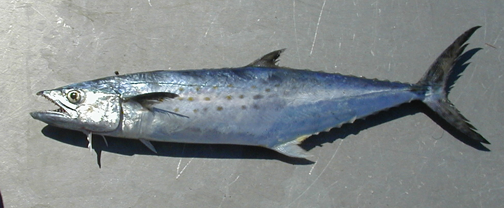 Spanish mackerel