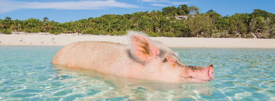 Swimming pig, Bahamas
