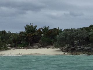 Palm trees being blown by high winds on Allen Cay, Bahamas.