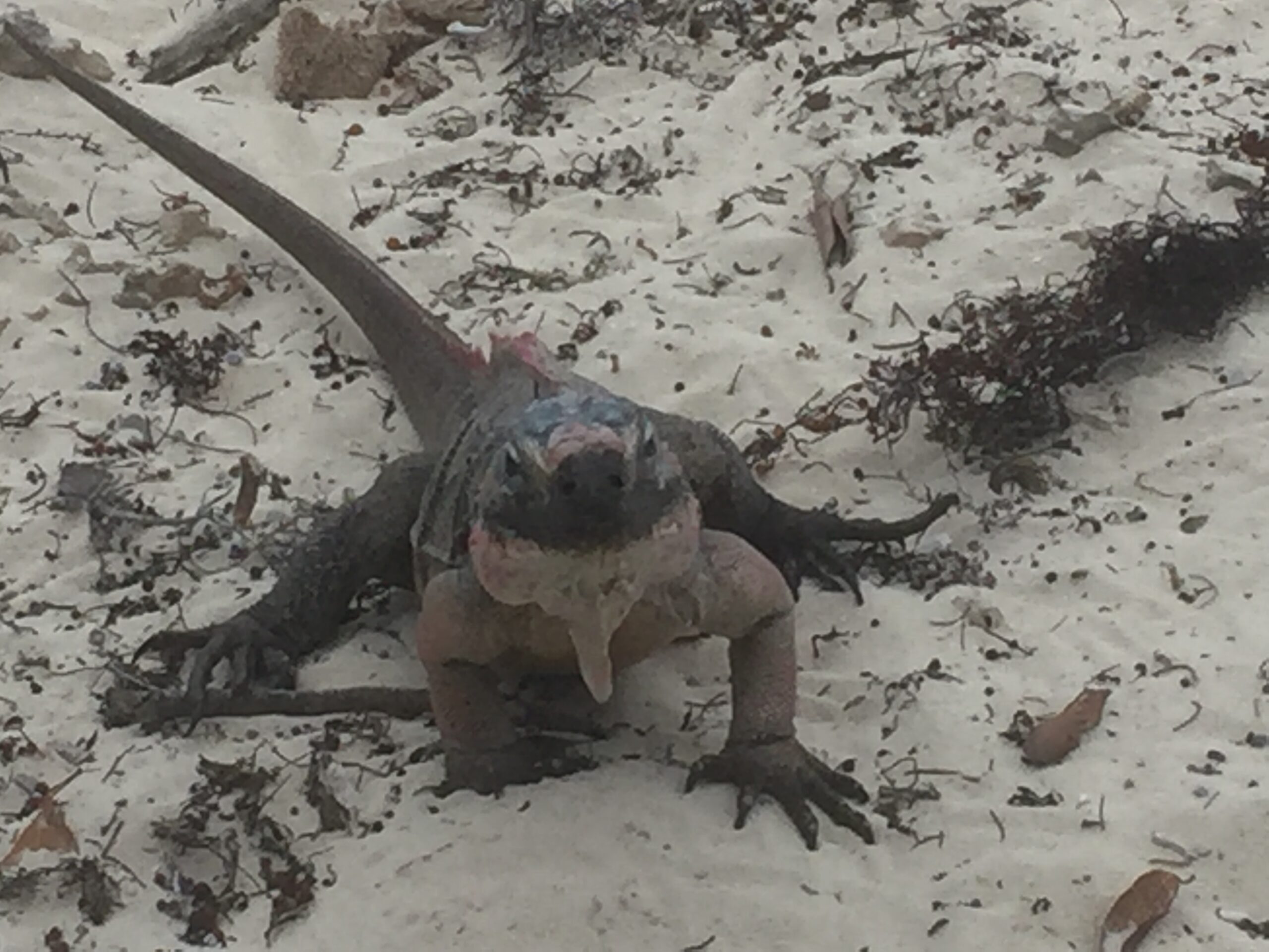 Endangered Allen Cays Rock Iguana (Cyclura cychlura inornata)