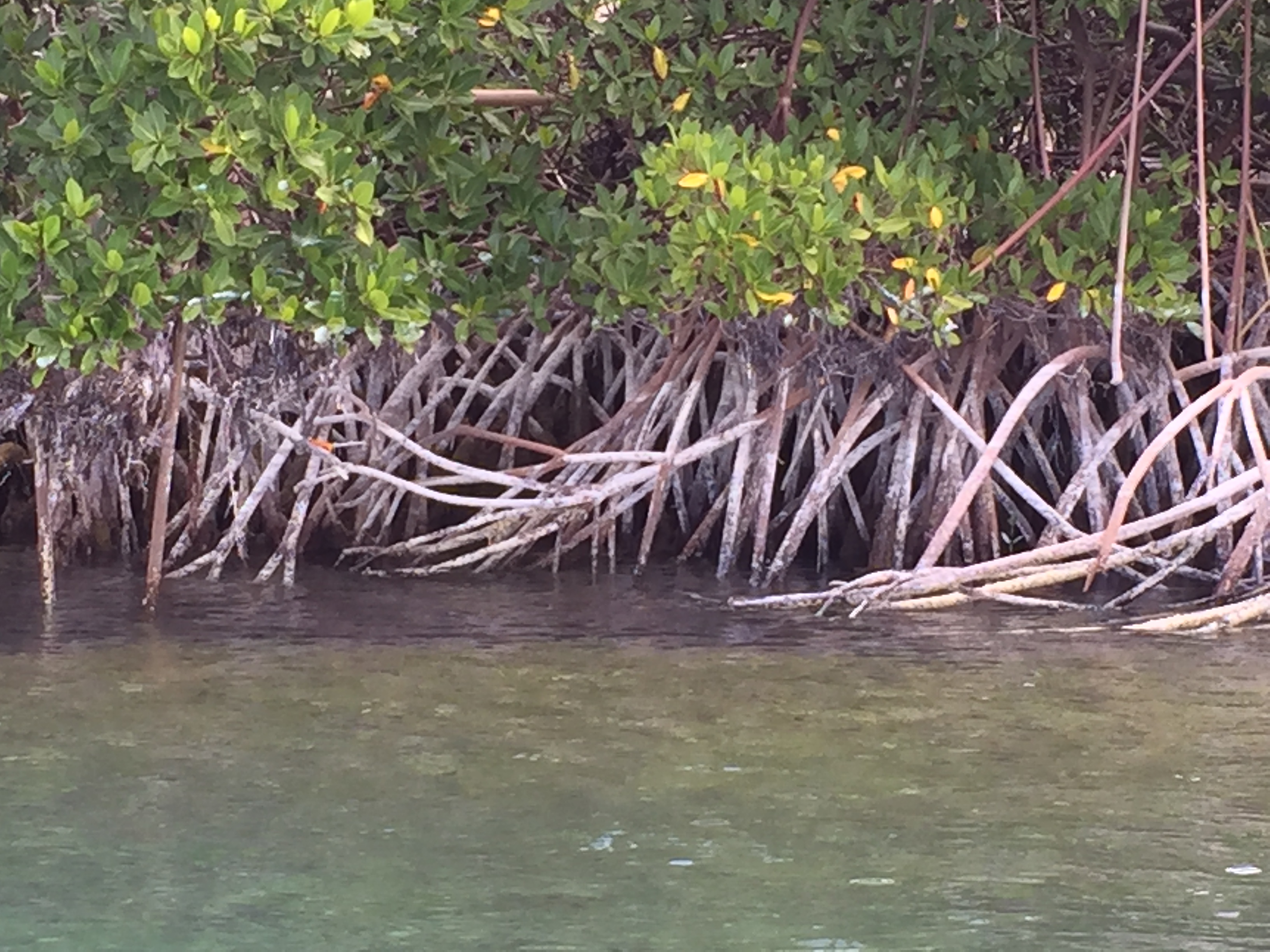 Mangroves at Shroud Cay, Bahamas