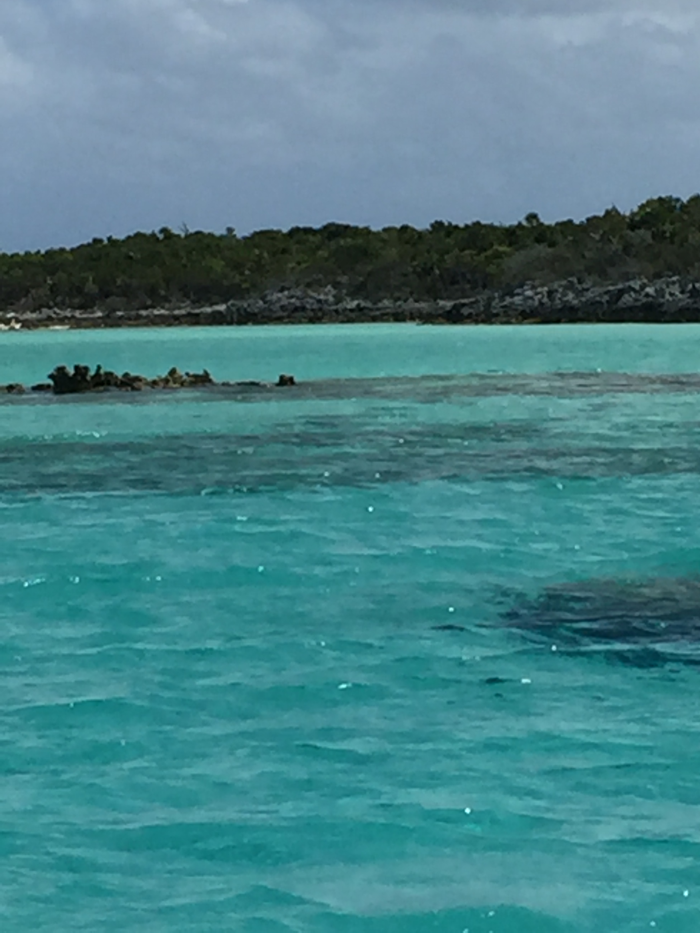 Coral Heads in the Bahamas