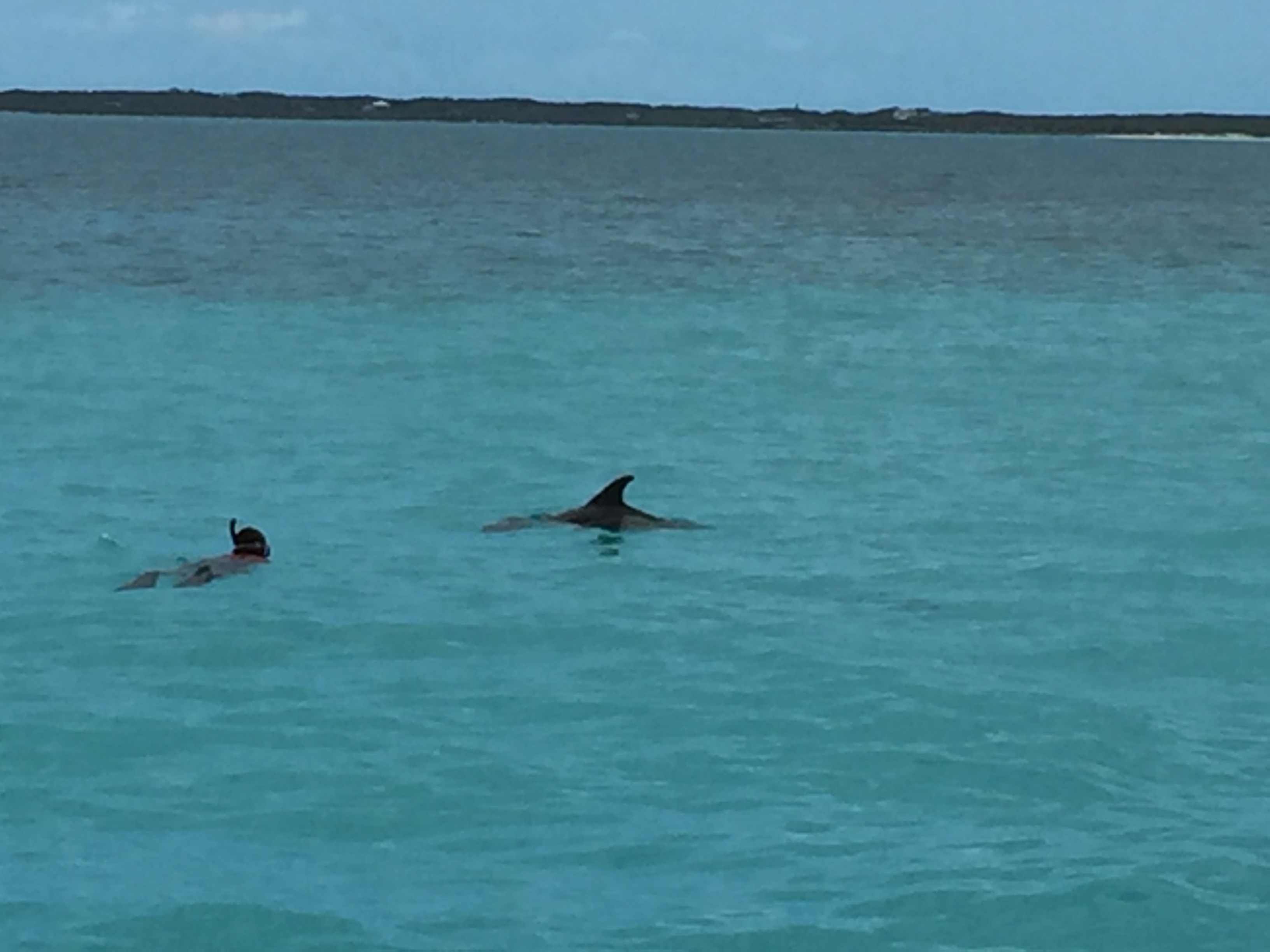 Fin spotted in the Bahamas and Rick swims to investigate whether it is a shark or dolphin