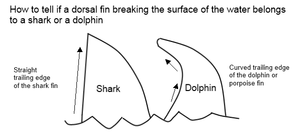 Shark or dolphin graphic?