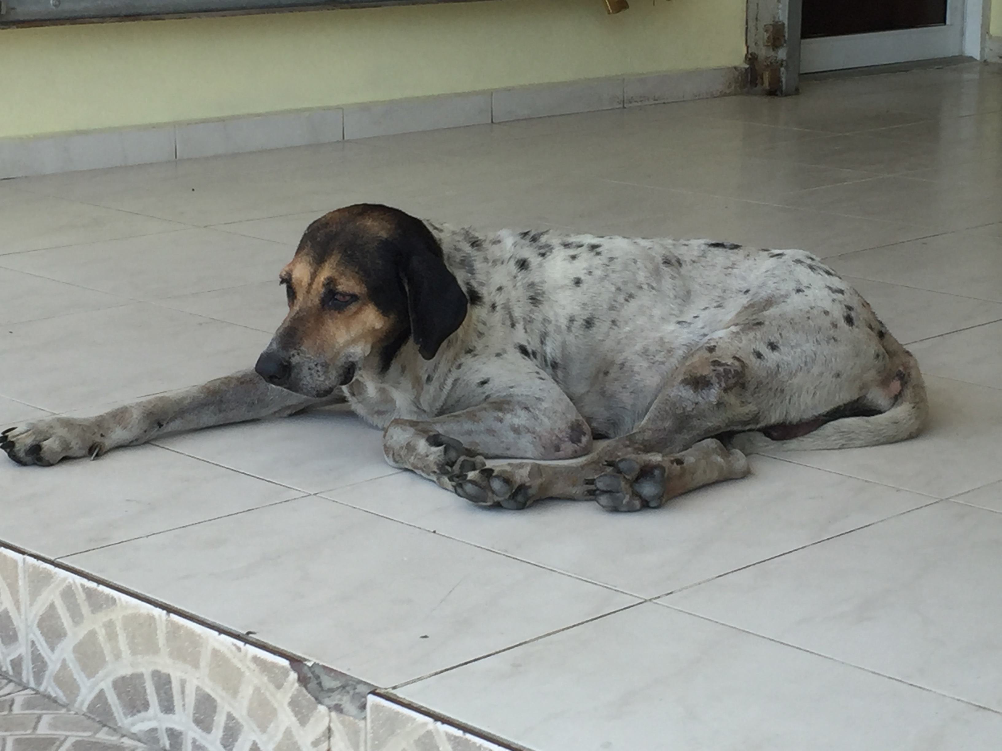 Stray dog in Luperon.