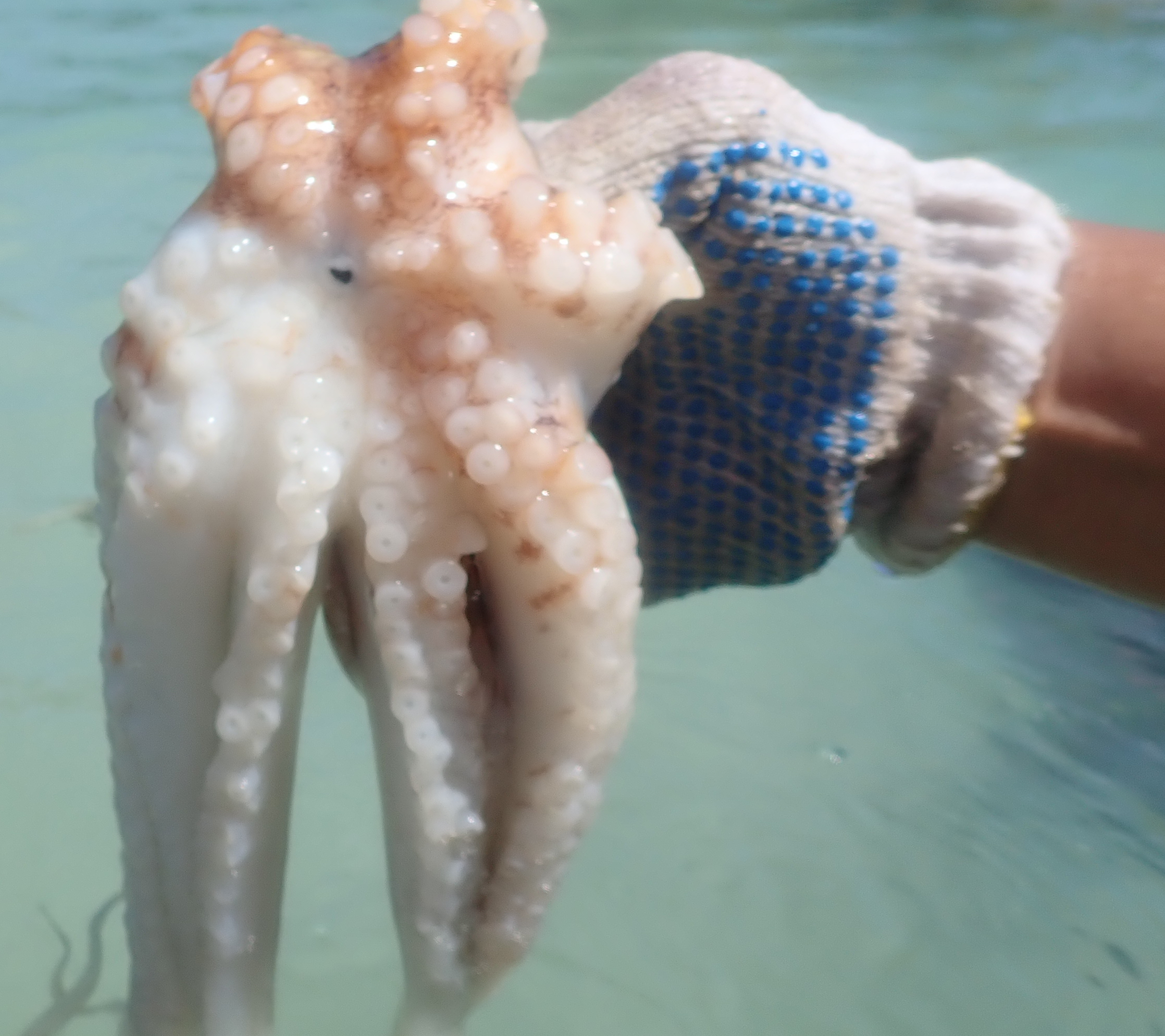 Octopus beak