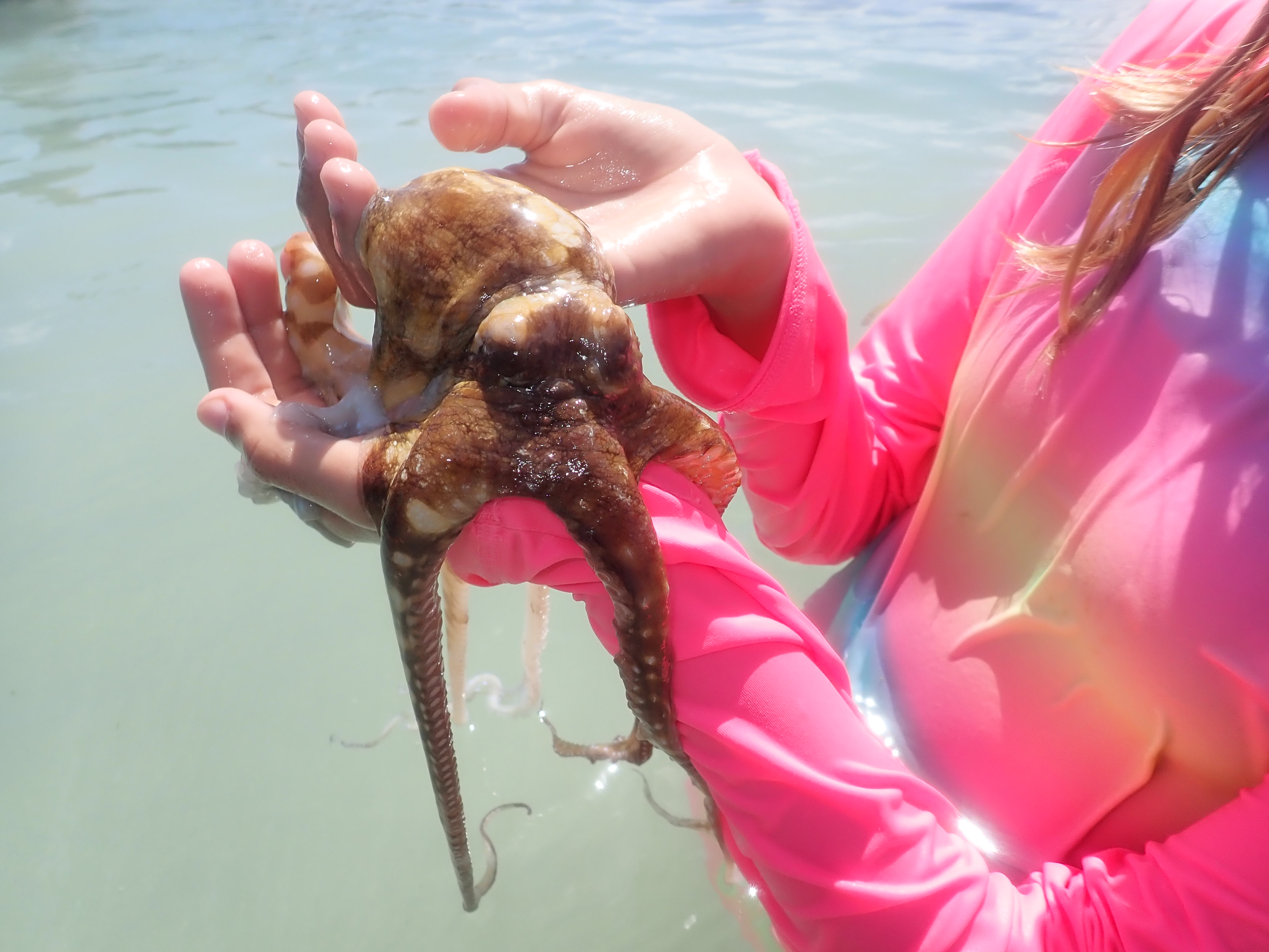 Small octopus