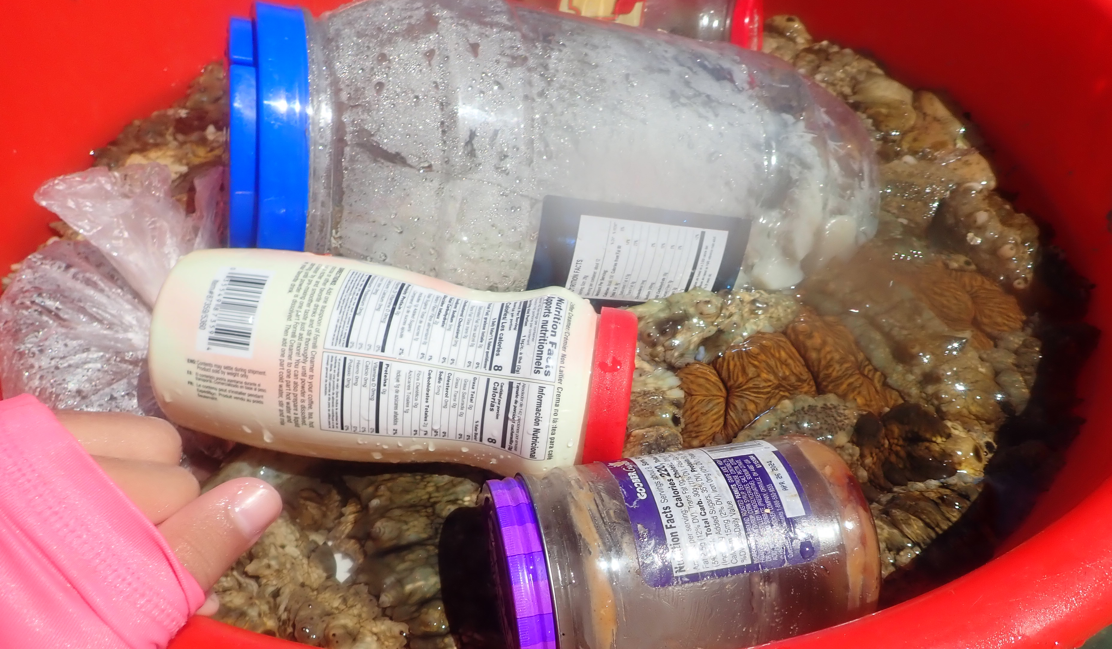 Sea cucumbers in Chuuk, Micronesia