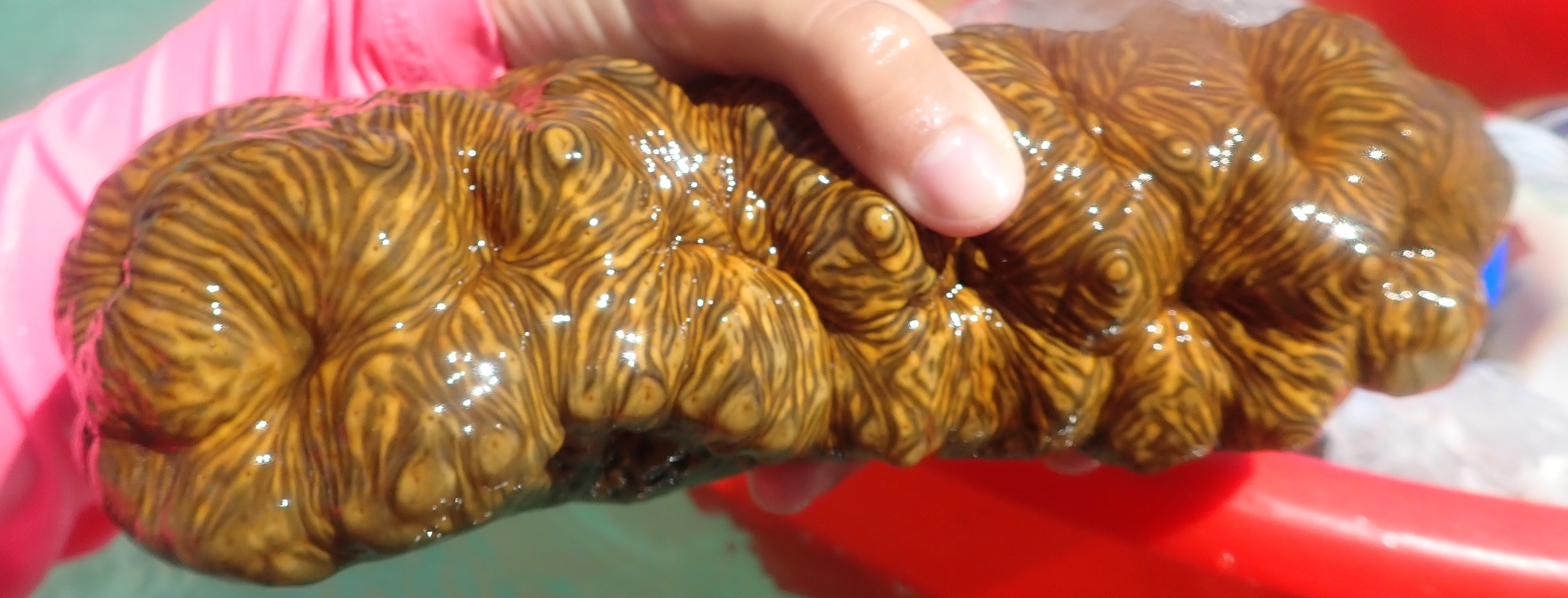 Sea Cucumber
