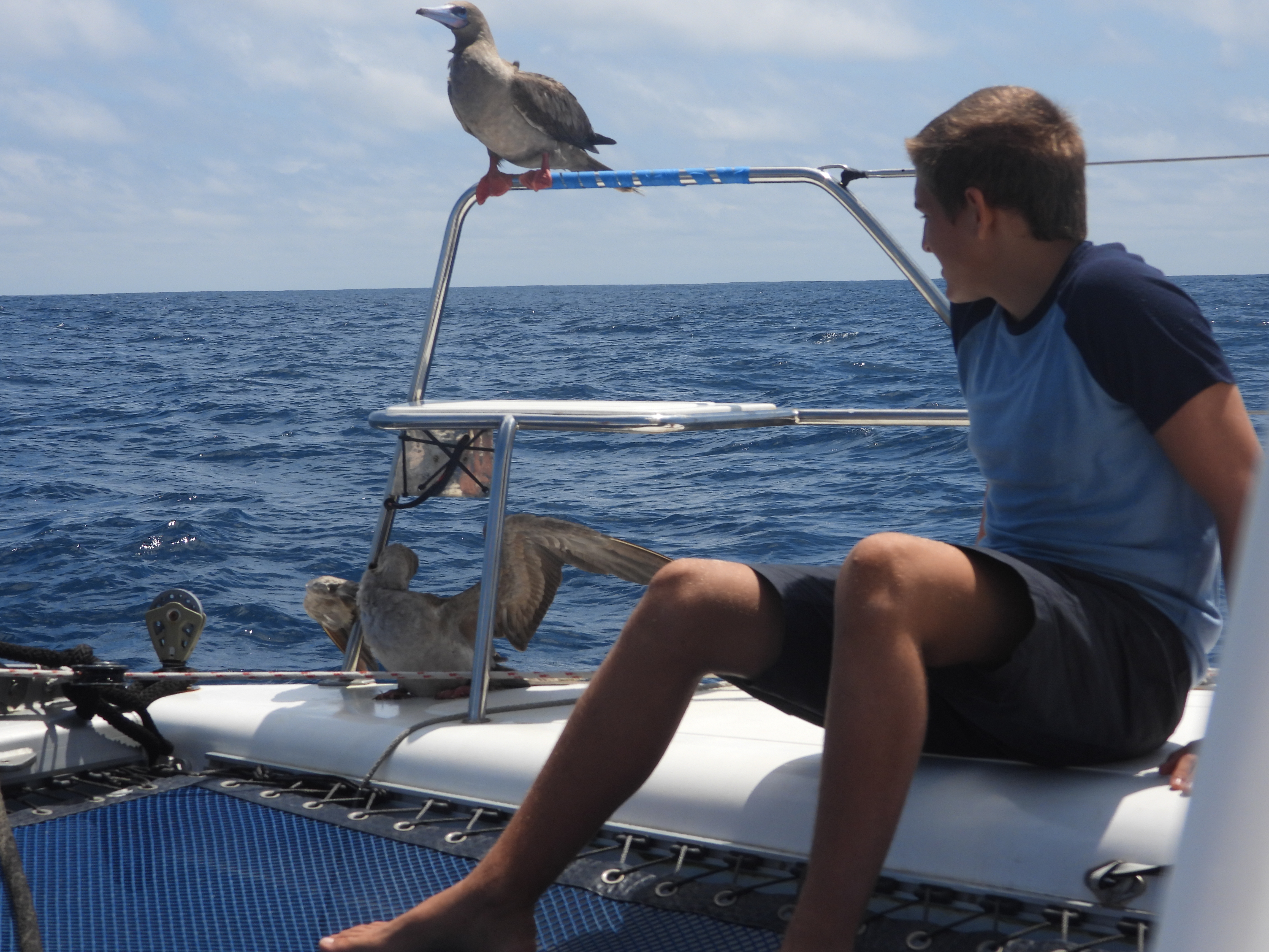 Booby birds hitch a ride on our catamaran, SV Aphrodite during our Pacific Crossing. Paul watches on.
