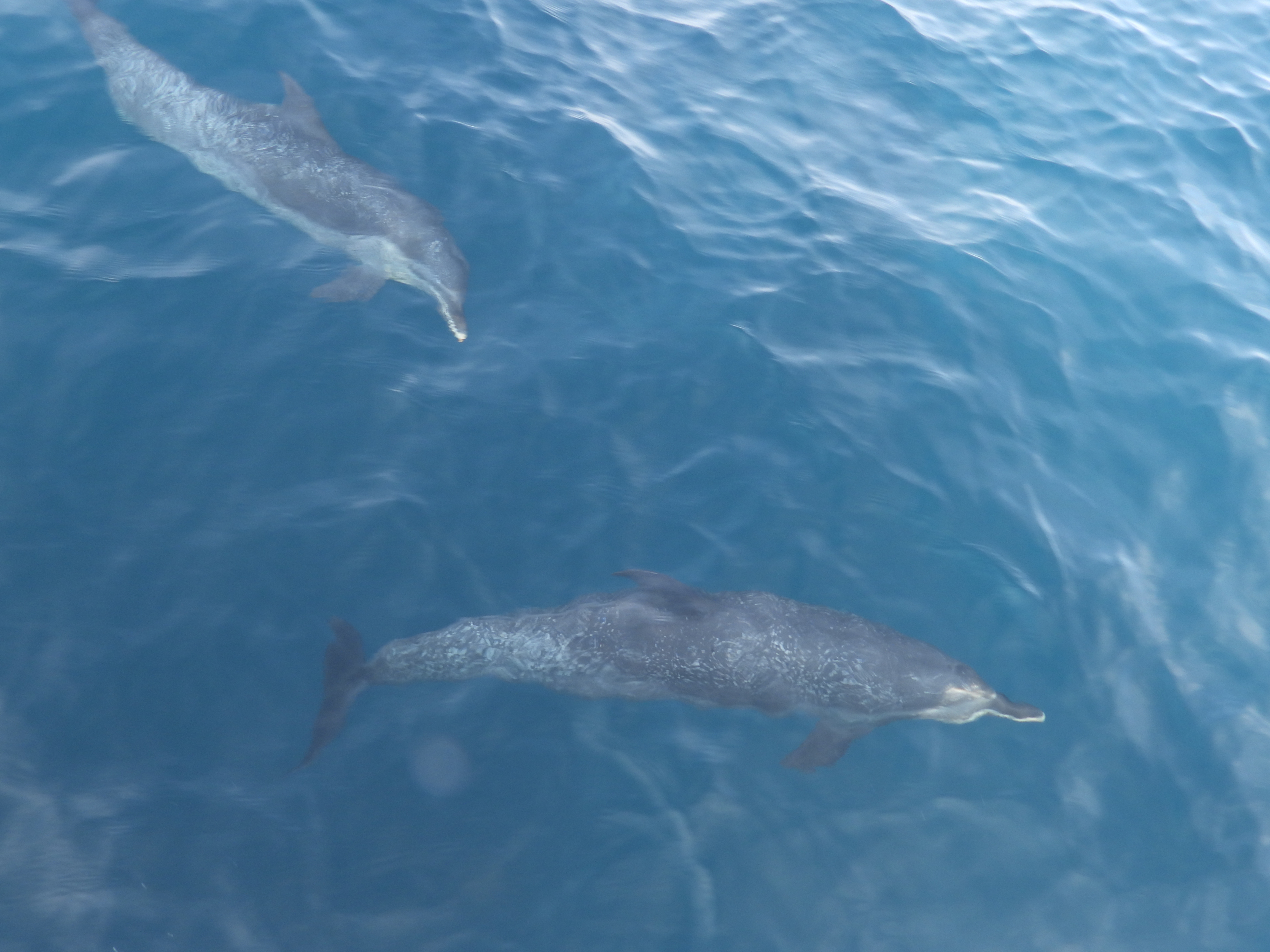 Dolphins watching us watching them during the Pacific Crossing.