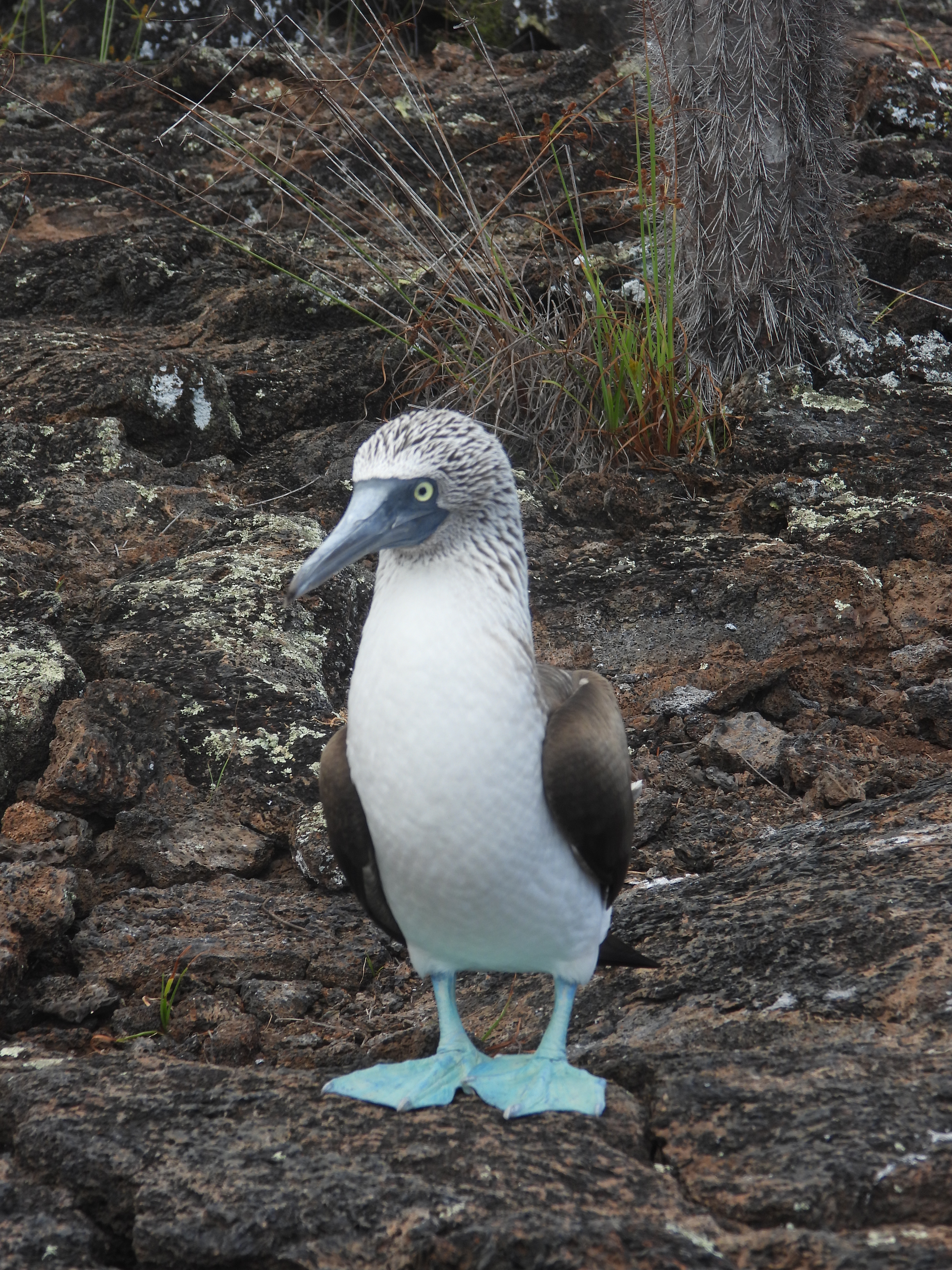 Blue footed booby bird as seen on a day-trip tour from Isabela Island, Galapagos