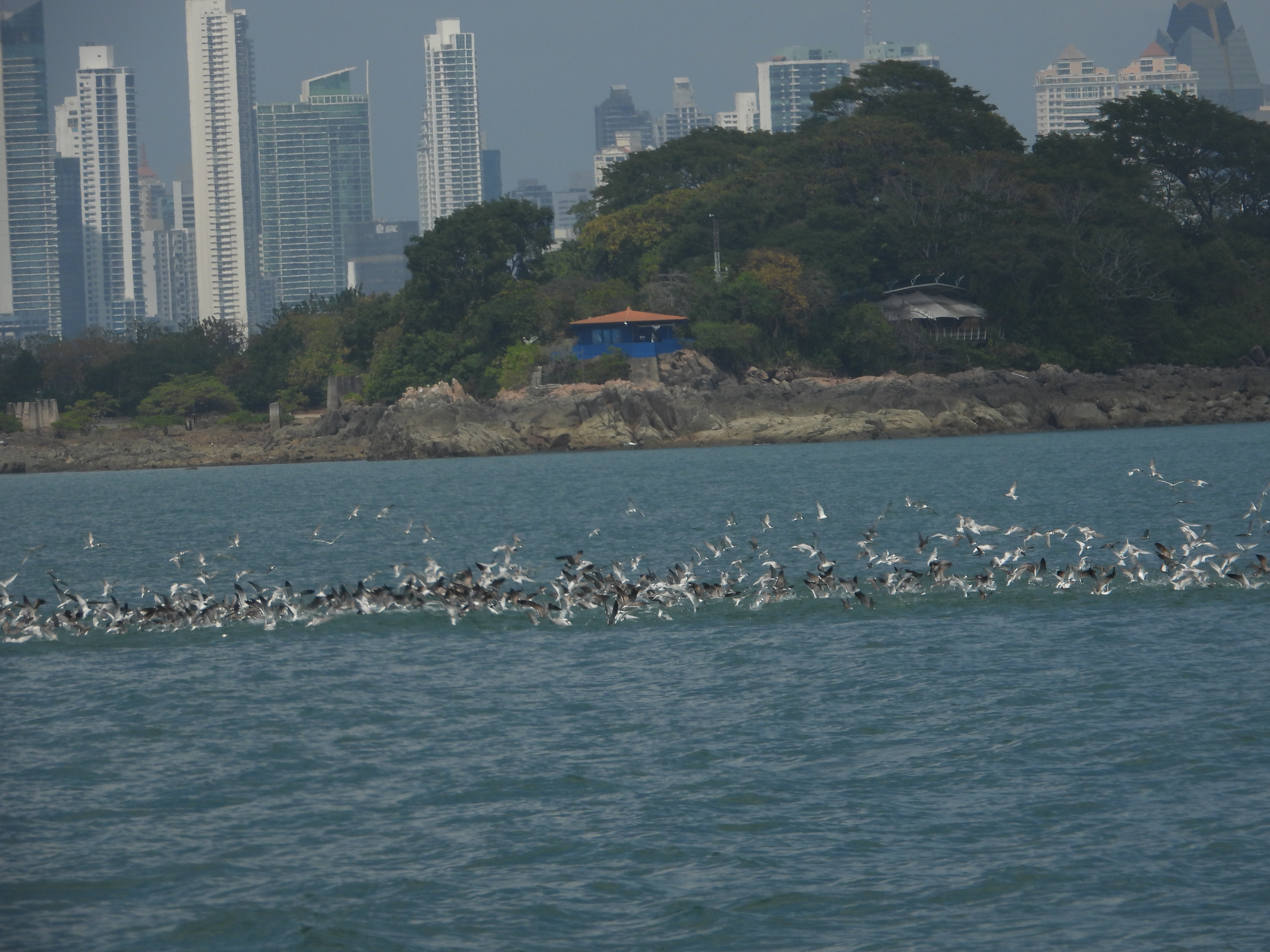 Panama City skyline with birds in the foreground.