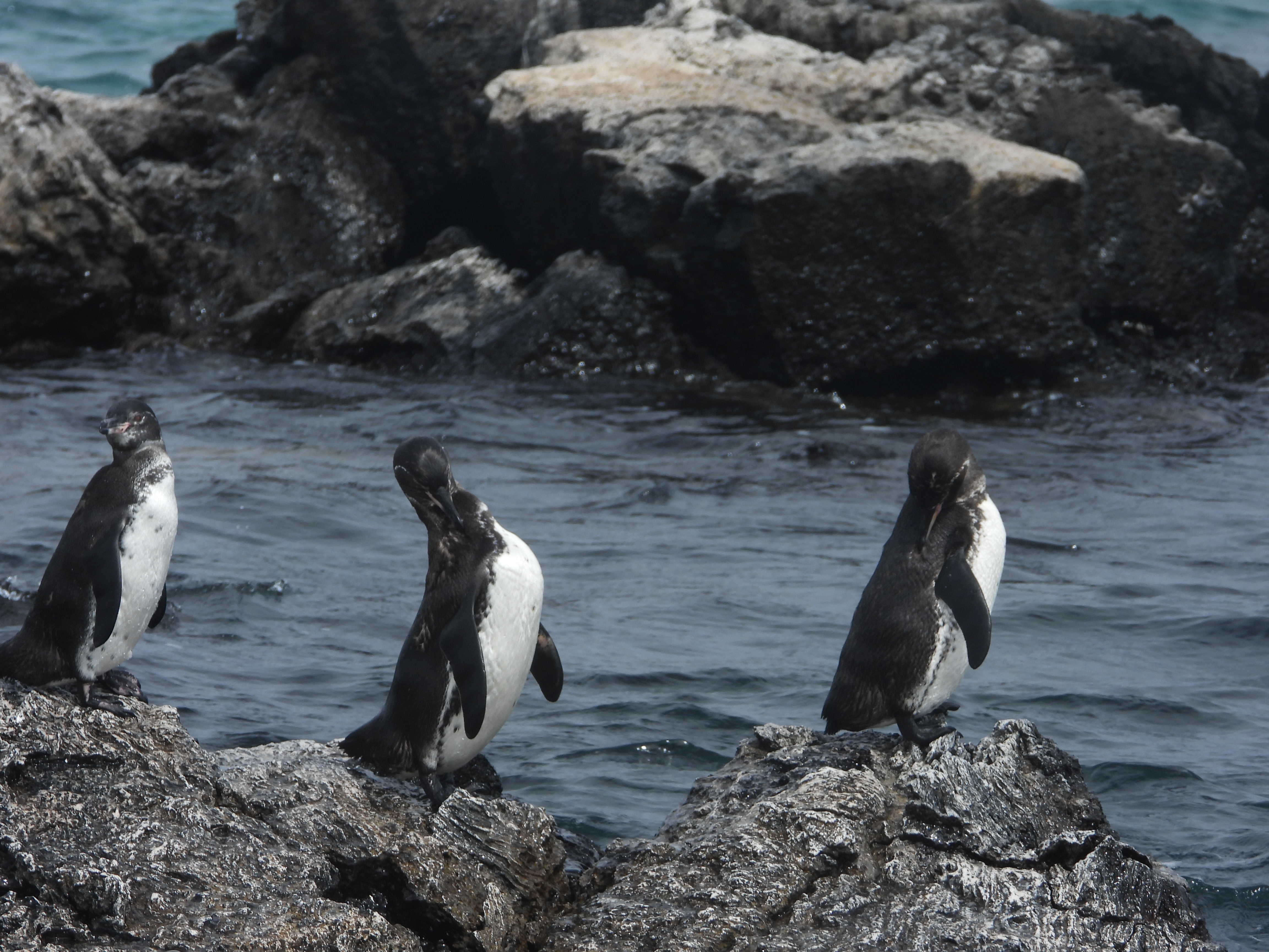 Galapagos Penguins as seen on a day-trip from Isabela Island.