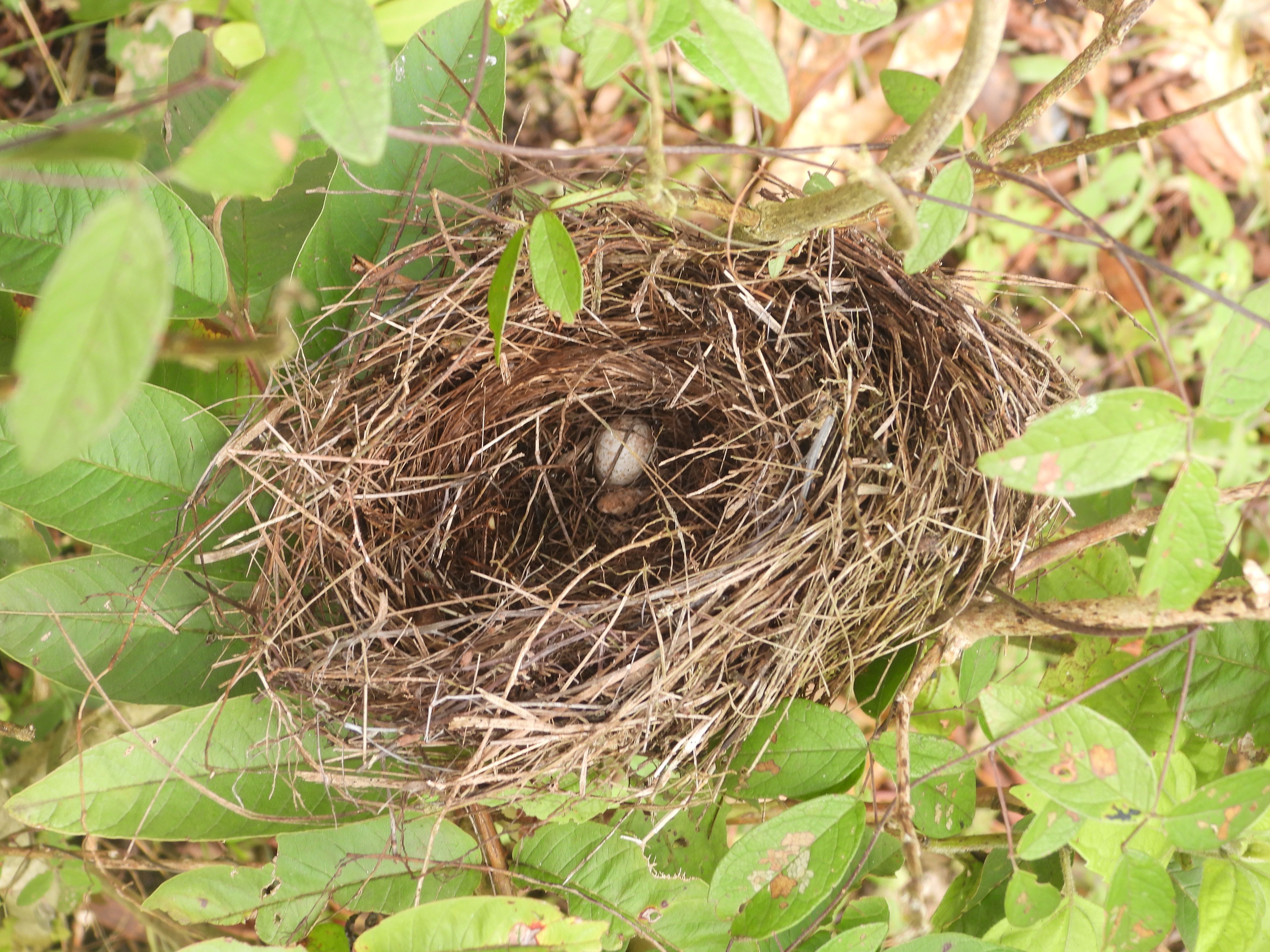 A Darwin’s finch nest, likely belonging to the Small Ground Finch (Geospiza fuliginosa), photographed near the trailhead to Sierra Negra Volcano on Isabela Island, Galápagos. The dome-shaped nest of grass and twigs shelters small speckled eggs in low coastal scrub.