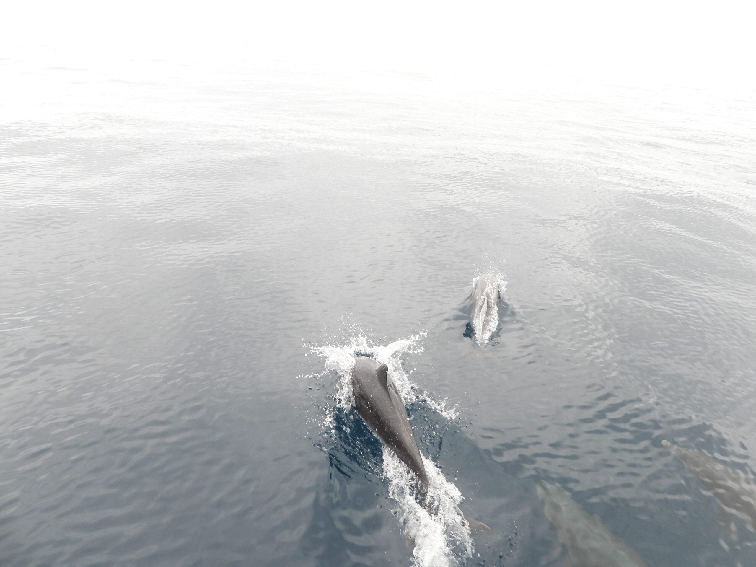 Dolphins on the bow of SV Aphrodite when sailing our catamaran from Panama to the Galapagos