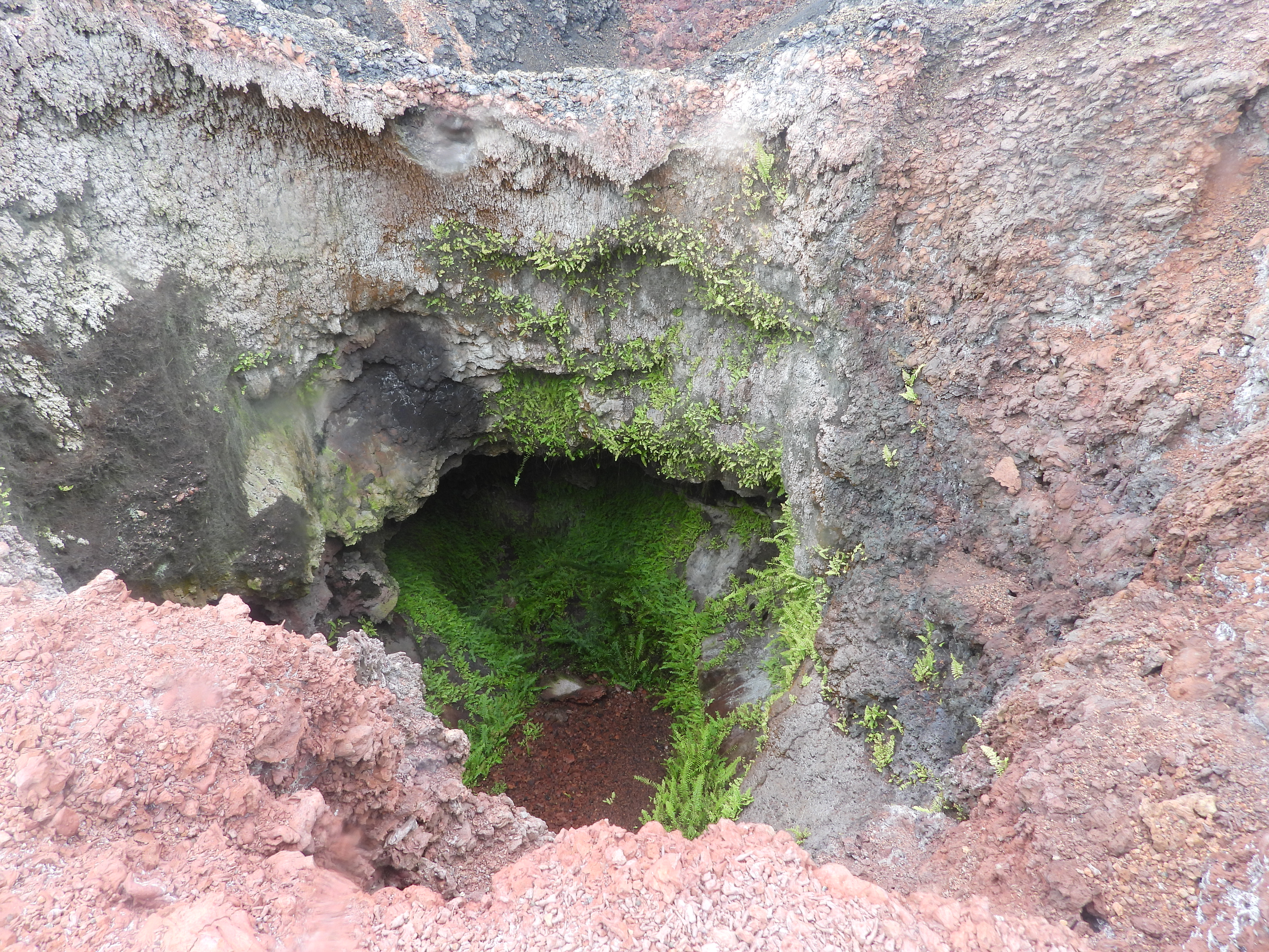 Fern growing in the microclimate of a fumarole on Sierra Negra