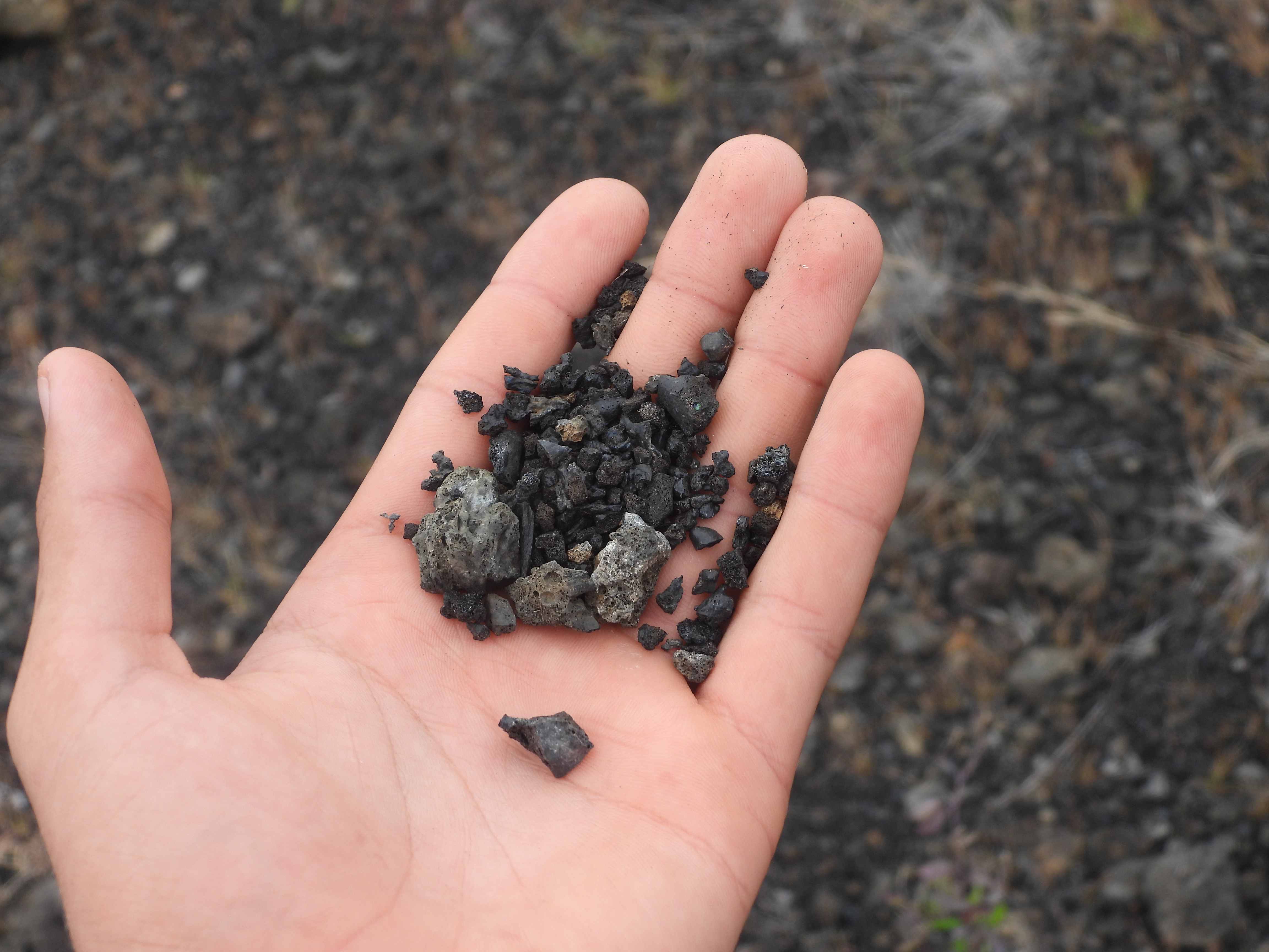 A handful of black scoria fragments from recent lava flows at the summit of Sierra Negra Volcano, Isabela Island, Galápagos. These young basaltic rocks have not yet oxidized, preserving their jet-black color.