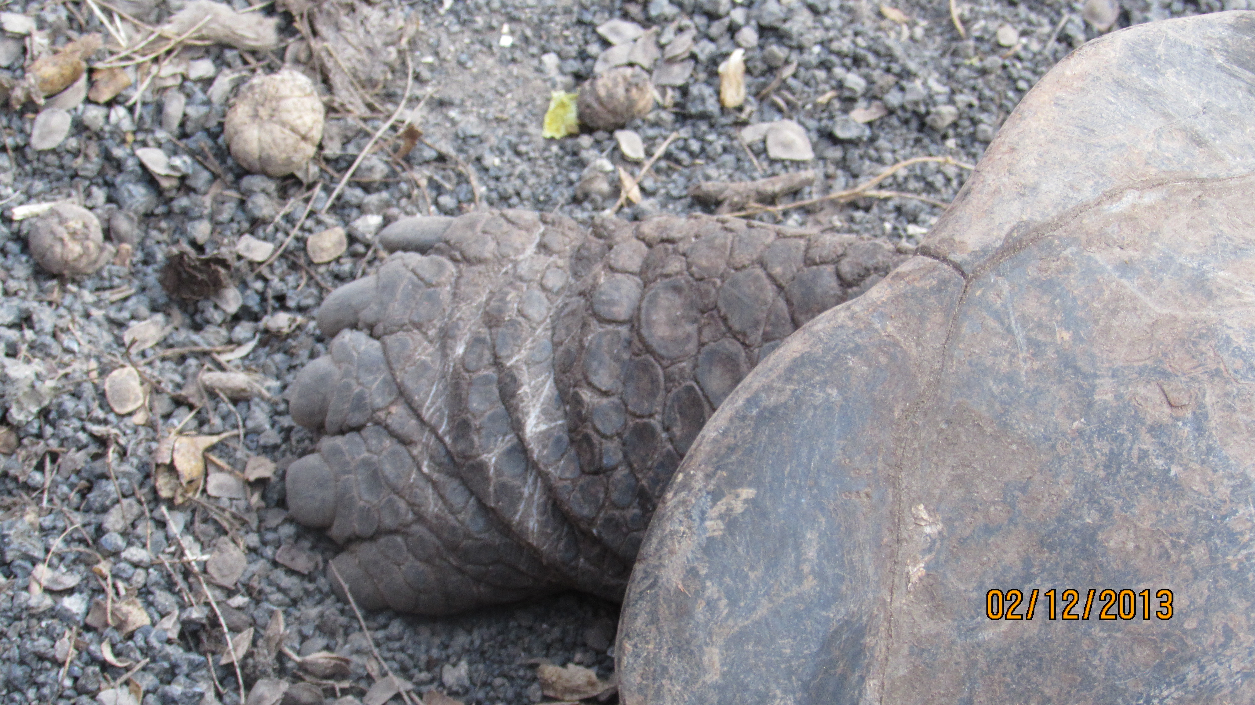 Feet of a Galapagos Giant Tortoise.