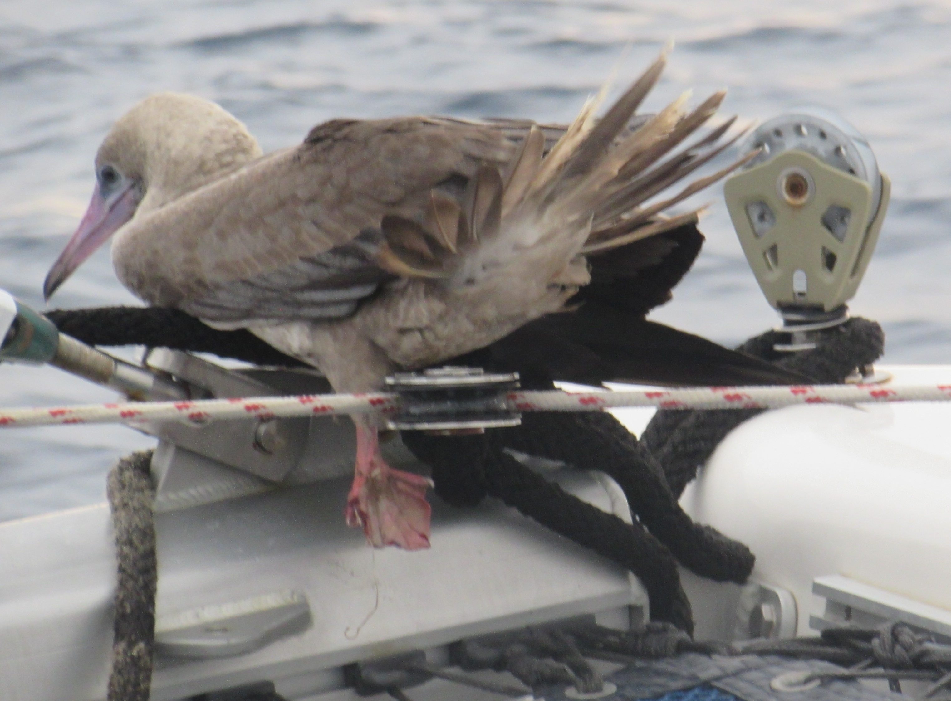 An injured red-footed Booby bird with a clearly mangled foot rests on the bow of our St Francis 50 catamaran during our Panama to Galapagos crossing.