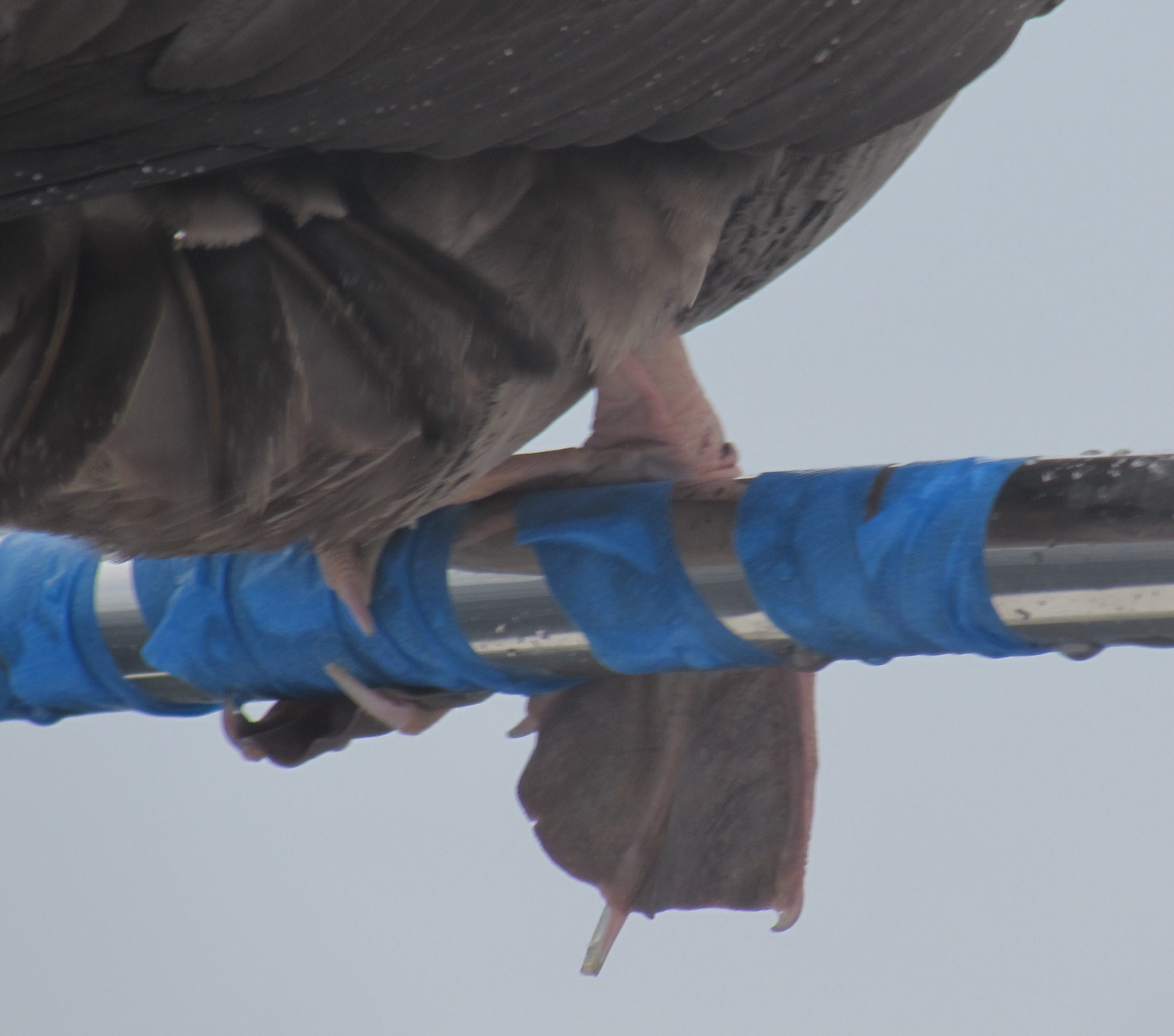 Close up of the feet of a juvenile red-footed booby bird. It's feet are lighter in color. They are pink.