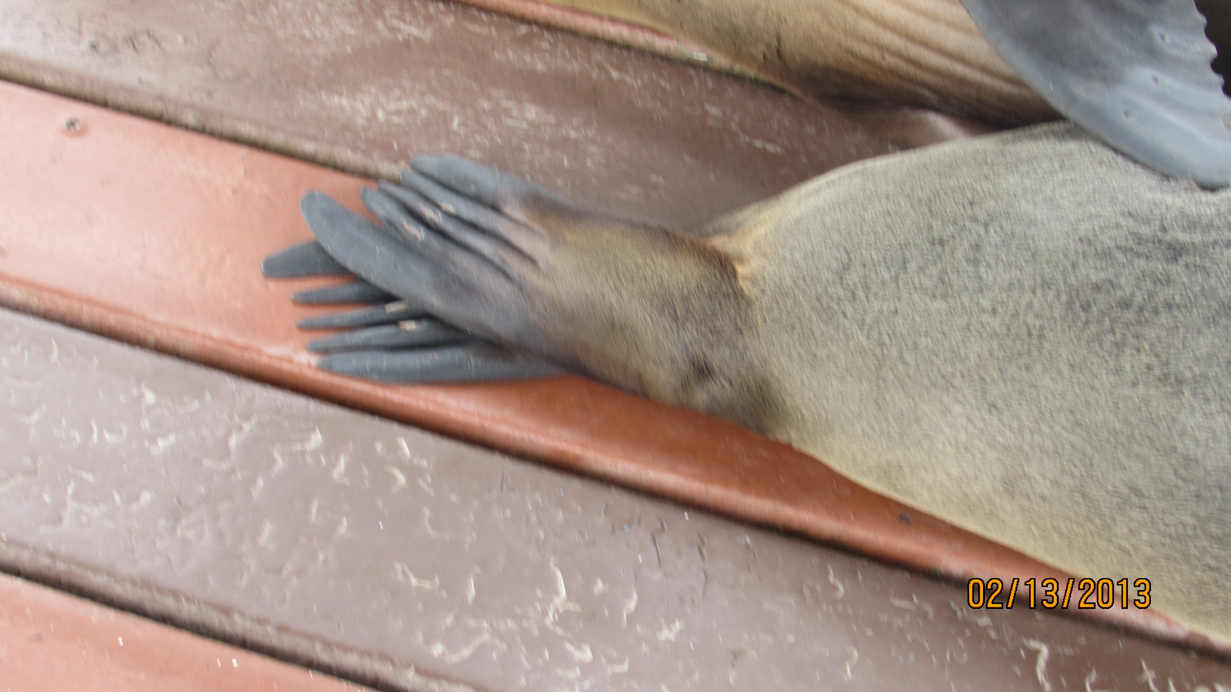 Close-up of the feet of a Galapagos Sea Lion.