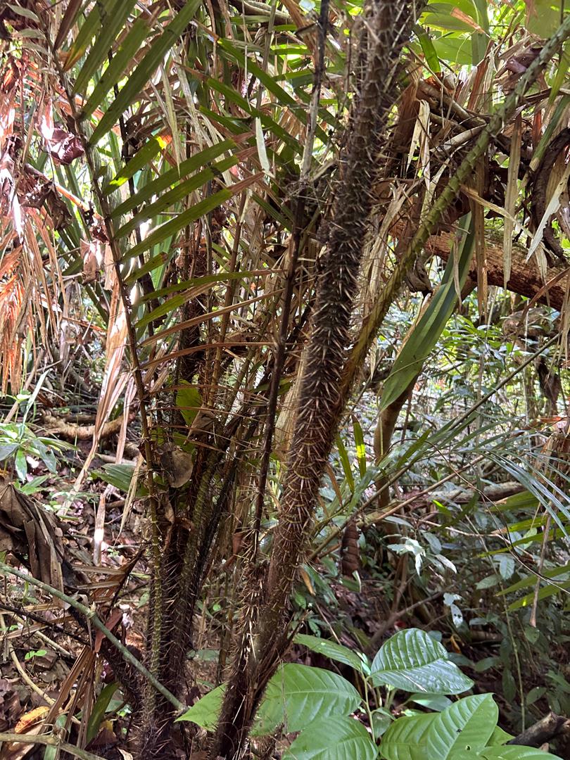 Prickly branches along the hike of Singha Besar Island, Malaysia 